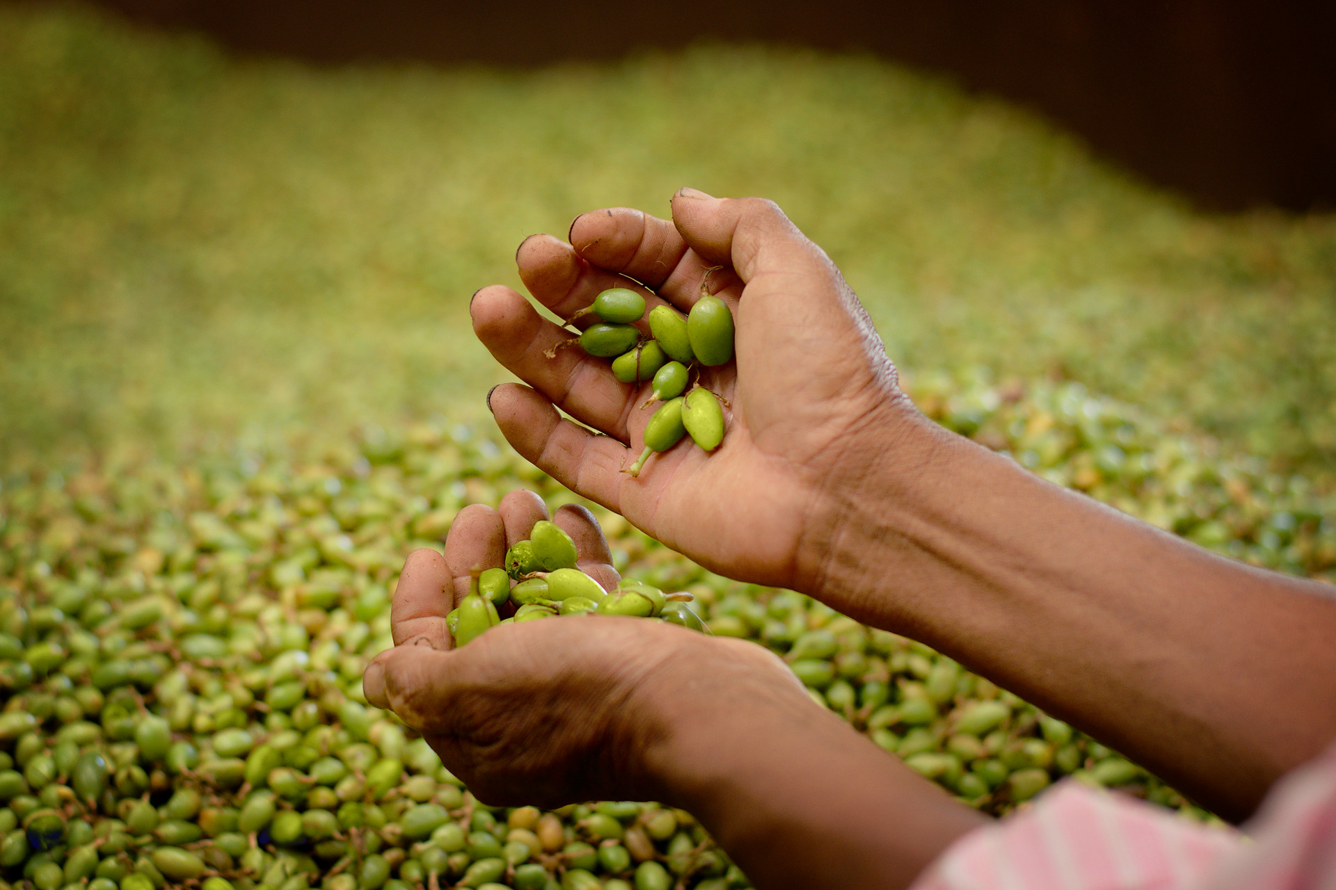 Manos de Cardamomo